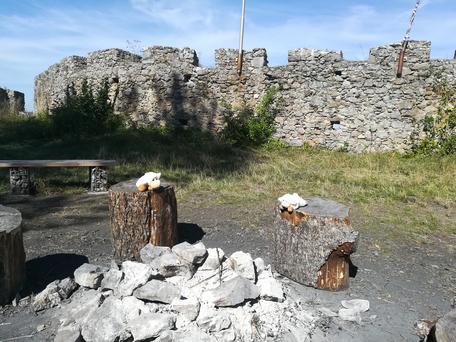 Lämmchen am Grillplatz